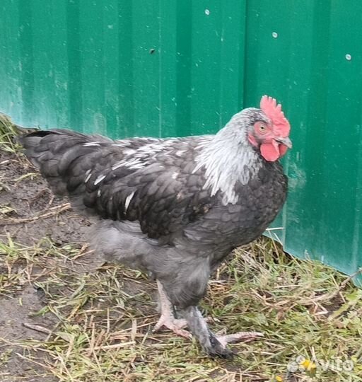 Петушки маран, мехеленская кукушка