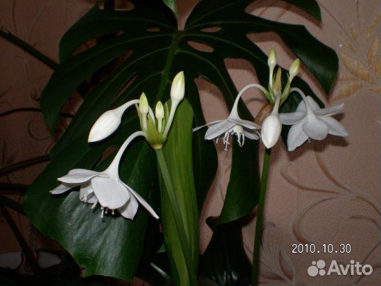 Комнатный цветок Эухарис