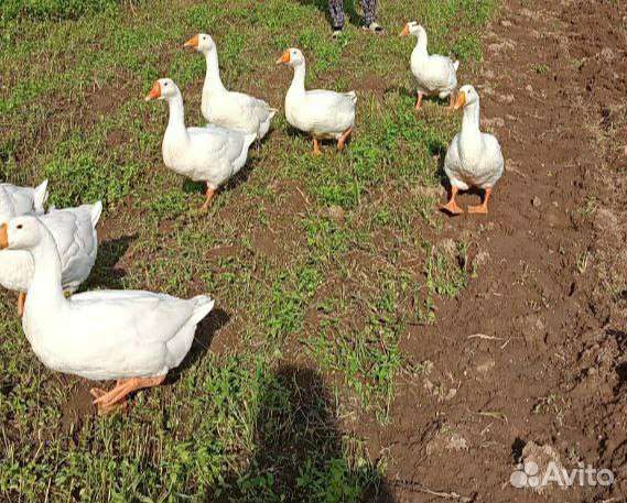 Петухи, утята, гусята