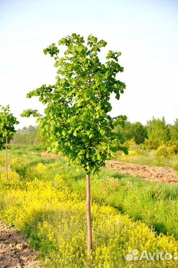 Липа мелко и крупнолистная от 80 см до 2 метров