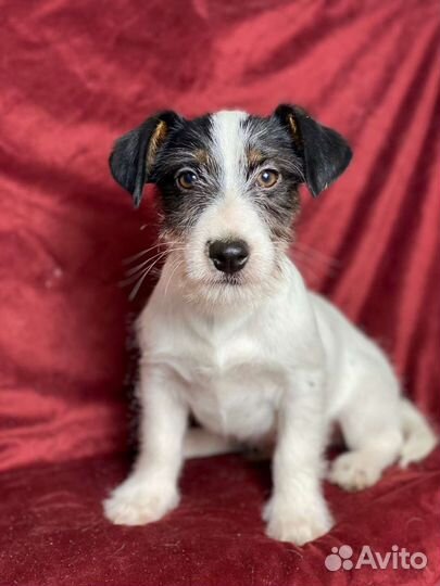 Джек Рассел терьер