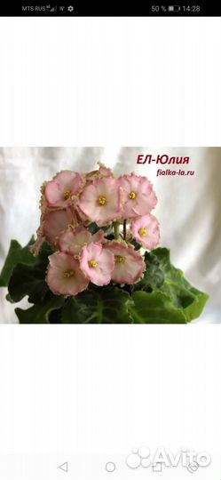 Сортовые фиалки