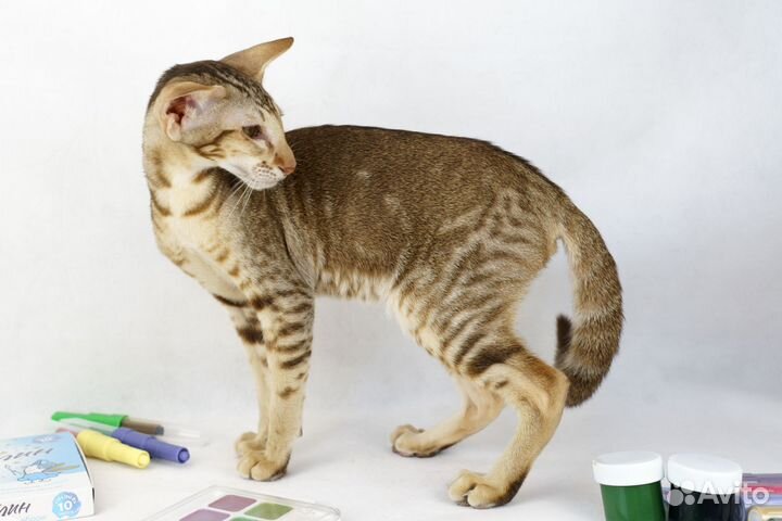 Ориентальные котята