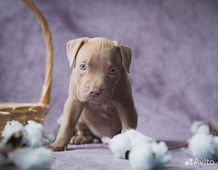 Щенки американского питбультерьера