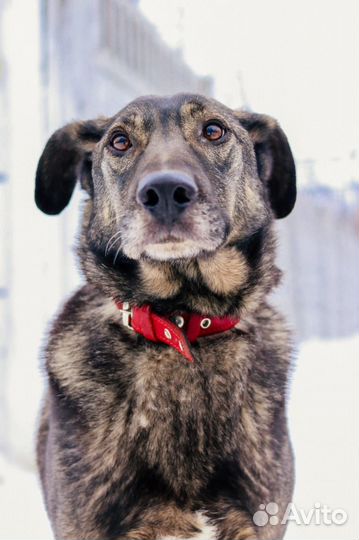 Собаки бесплатно в добрые руки