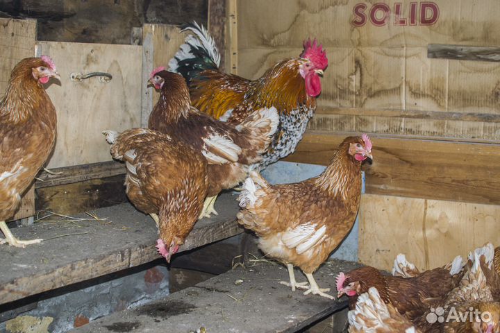 Куры молодки