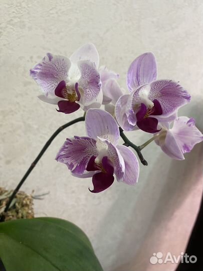 Эорхидея фаленопсис Little Gem Stripes цветущая