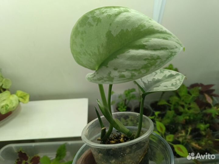 Сциндапсусы 5 видов