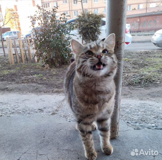 Кошка в добрые руки