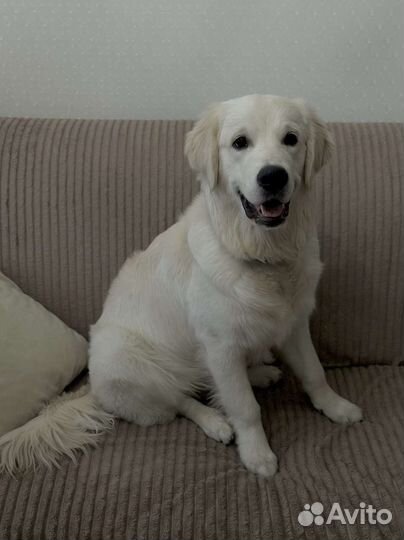Золотистый ретривер вязка