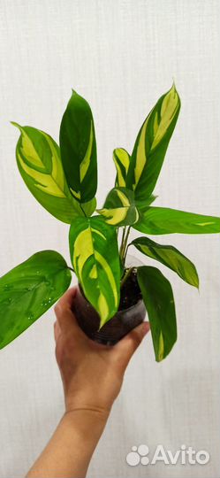 Ктенанта Лубберса