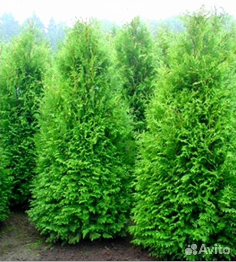 Туя брабант