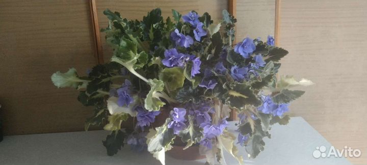 Фиалка взрослая в горшке