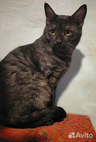 Мраморный красавчик