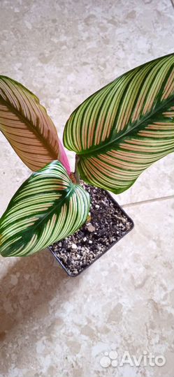 Калатея вайт стар