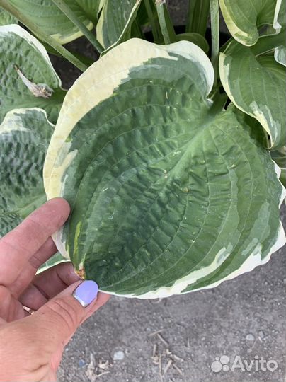 Хоста christmas tree