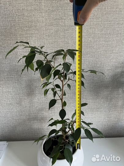 Фикус бенджамина