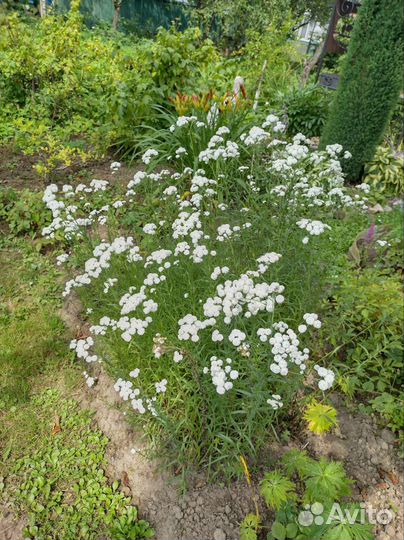 Цветы садовые многолетние