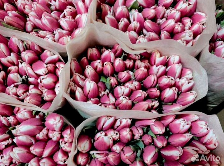 Тюльпаны мелкий, крупный опт от 500 шт