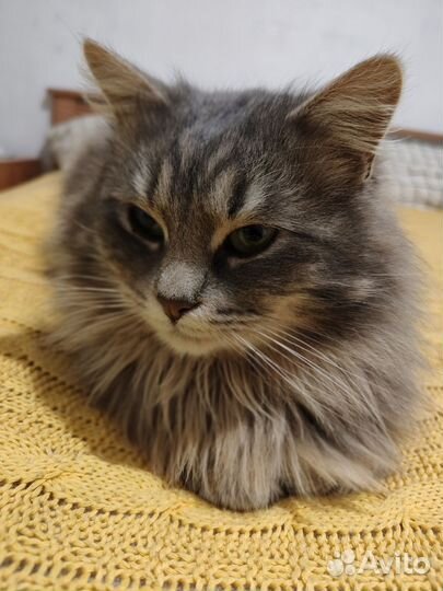 Кастрирован.Роскошный кот Барон