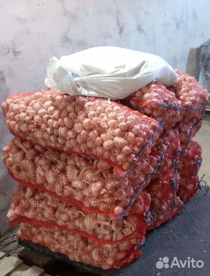 Рокамболь однозубка