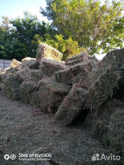 Сено люцерны в тюках