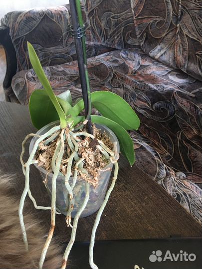 Орхидея из Азии