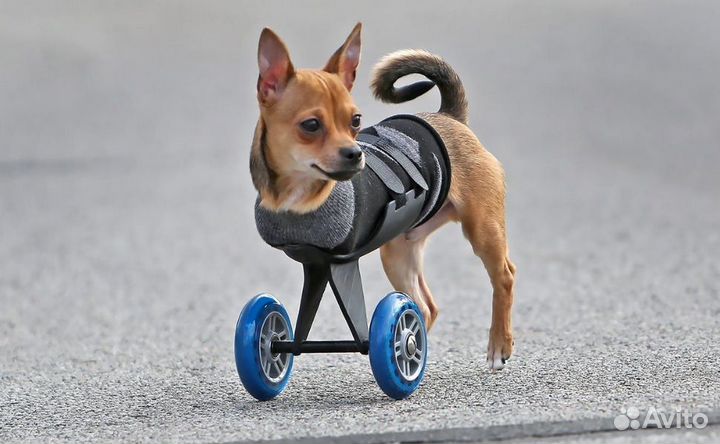 Инвалидная коляска для собак и кошек