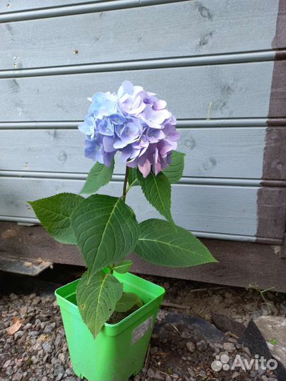 Гортензия крупнолистная саженцы