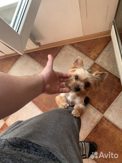 Йоркширский терьер щенки стандарт