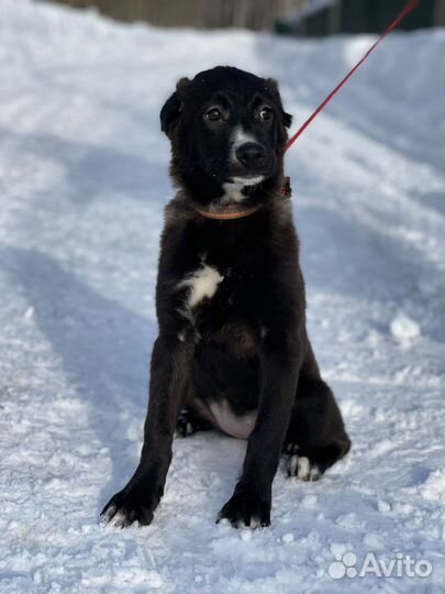 Щенок в добрые руки бесплатно