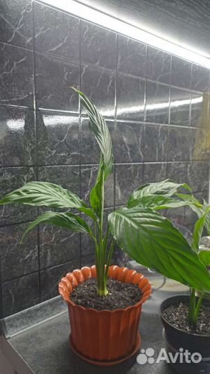 Спатифиллум