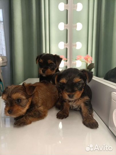 Йоркширский терьер щенки