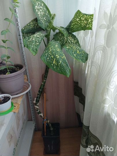 Диффенбахия