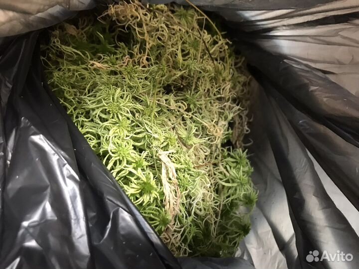 Мох ягель, сфагнум