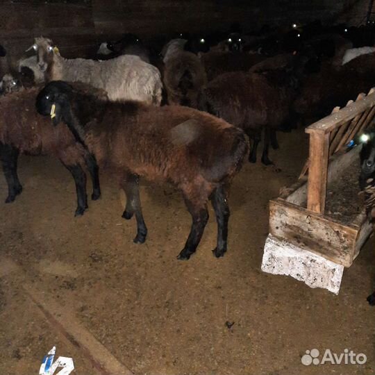 Овцы бараны ягнята