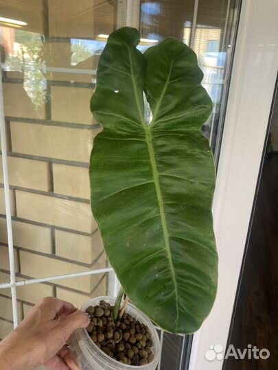 Сингониумы, Эпипремнумы, филодендрон