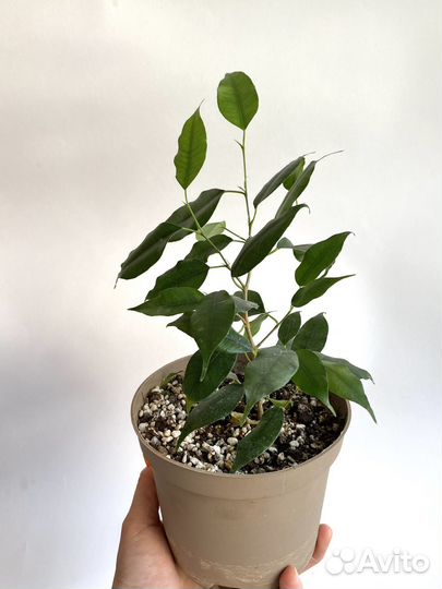 Фикус бенджамина