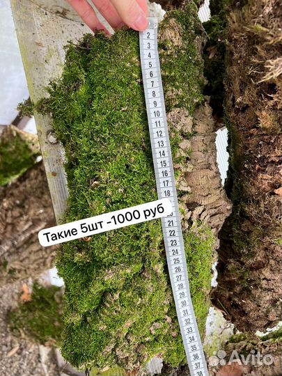 Кора пробкового дуба