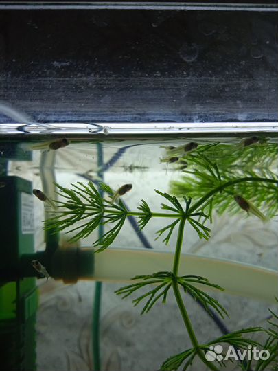 Пецилия, гуппи