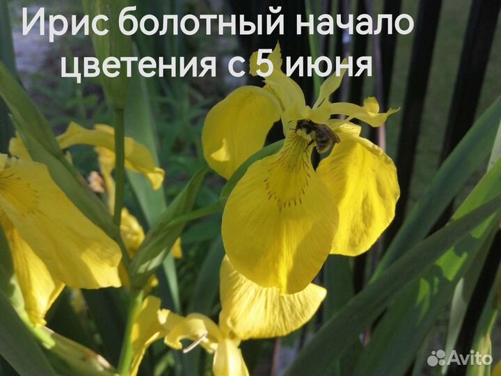 Ирис болотный гигантский выше Н160 см кустом