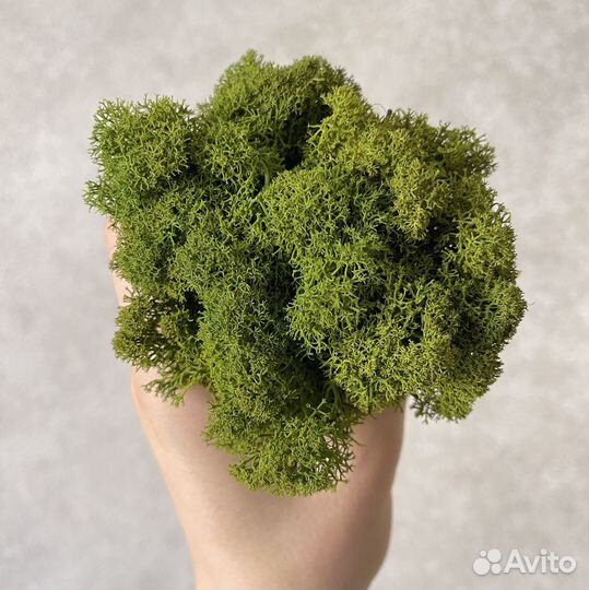 Стабилизированный мох, 1 кг, цвет Оливковый