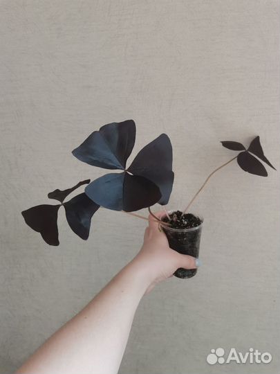 Оксалис Black Velvet