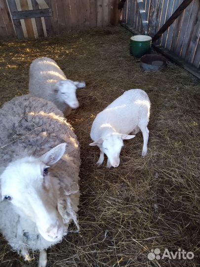Ягнята барашки овцы бараны
