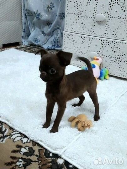 Пти брабансон девочка