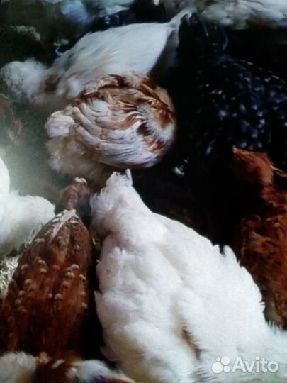 Цыплята подрощенные