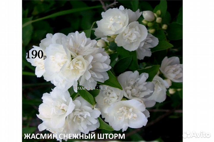 Кустарники Гортензии Малина Розы Доставка Почтой