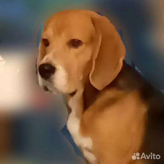 Погуляю с вашей собакой