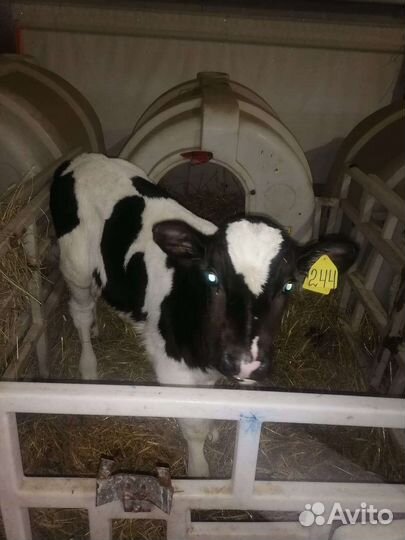 Бычки молочные