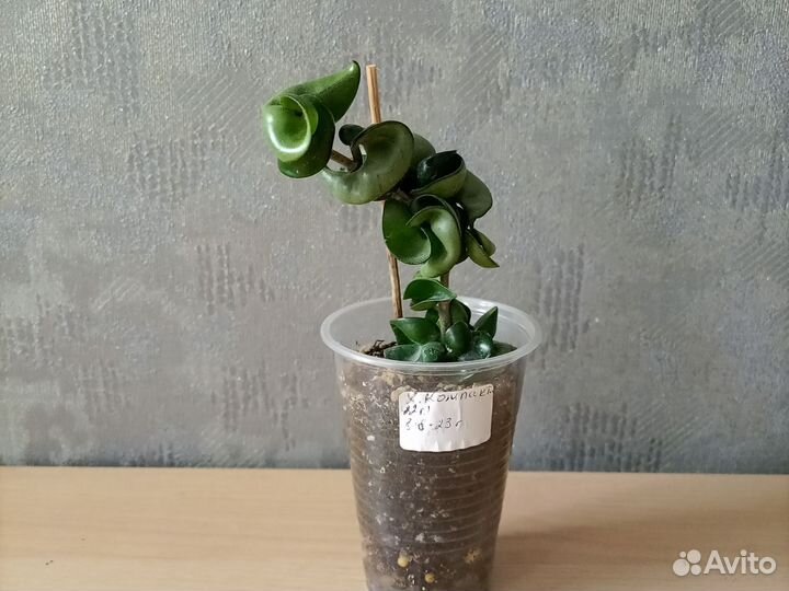 Комнатные растения